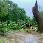 Kentucky Coffee Tree destroyed in storm