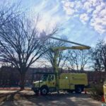 Tree triming in the park