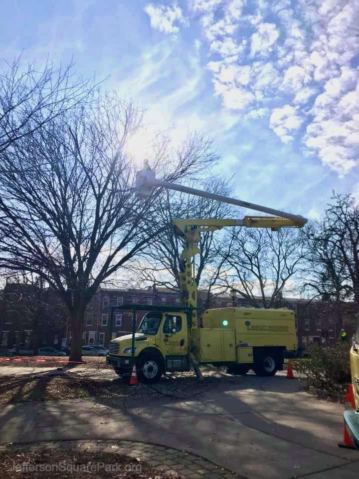 Tree triming in the park
